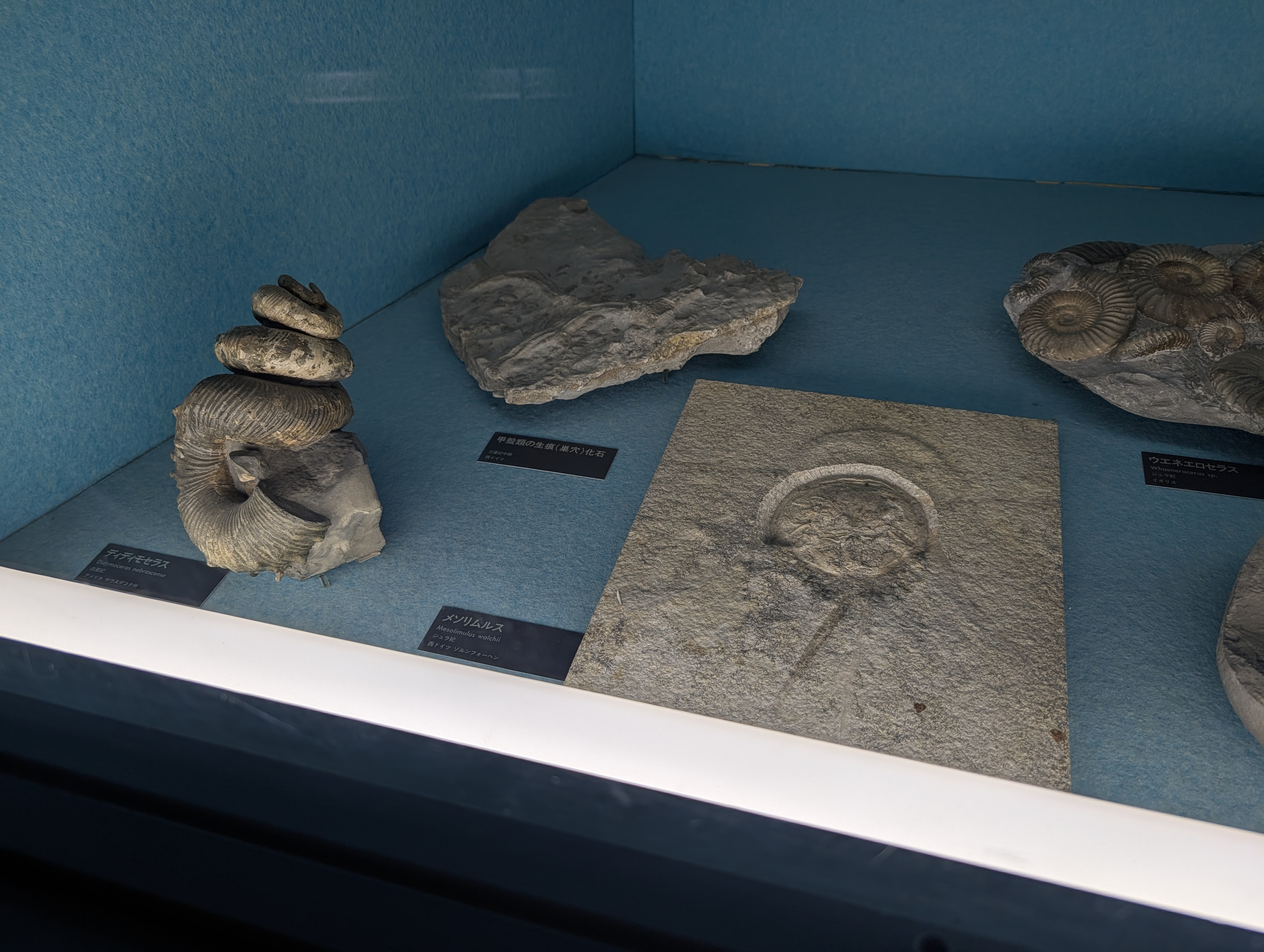 カブトガニの化石展示