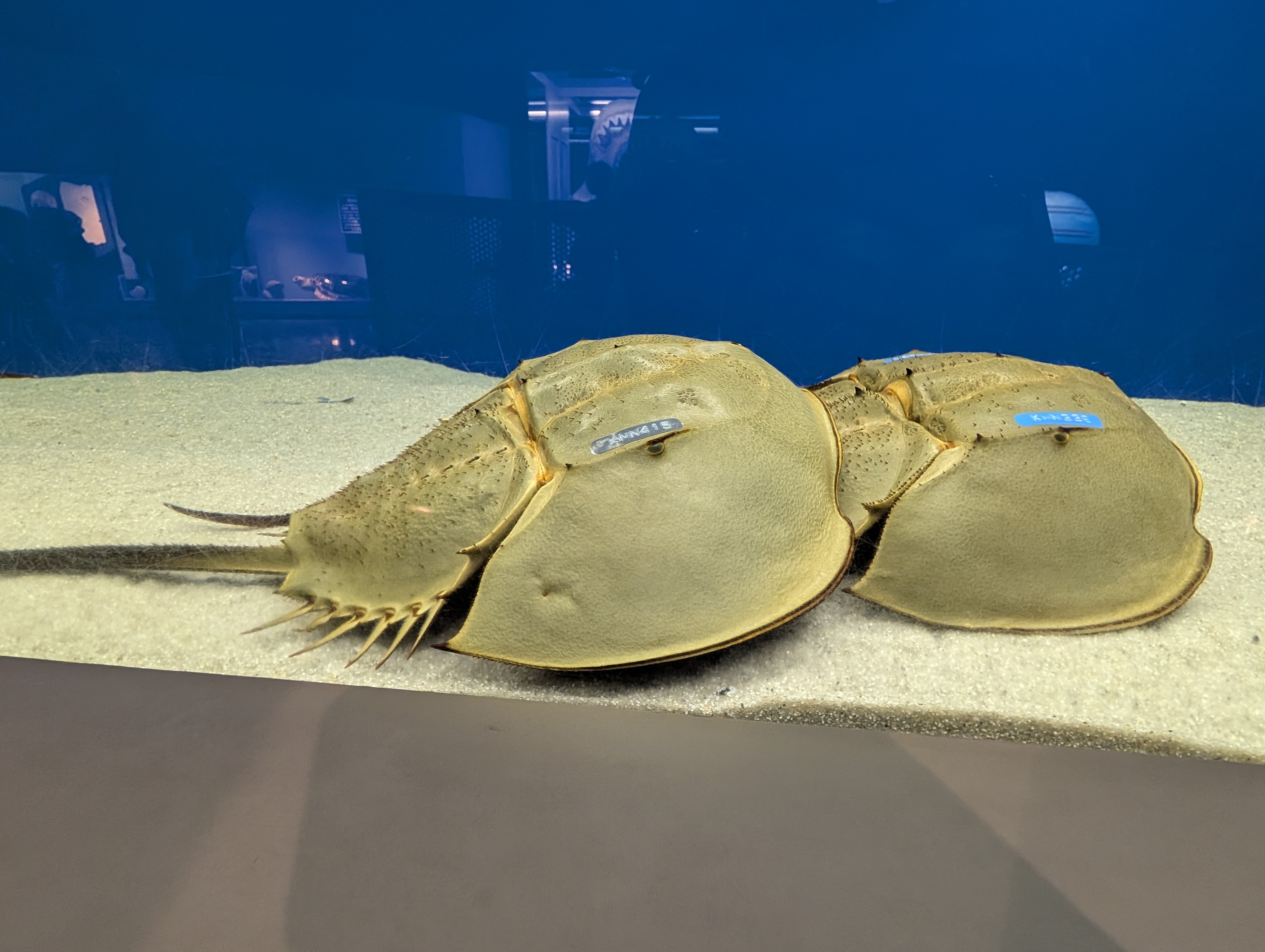 水槽で泳ぐカブトガニ