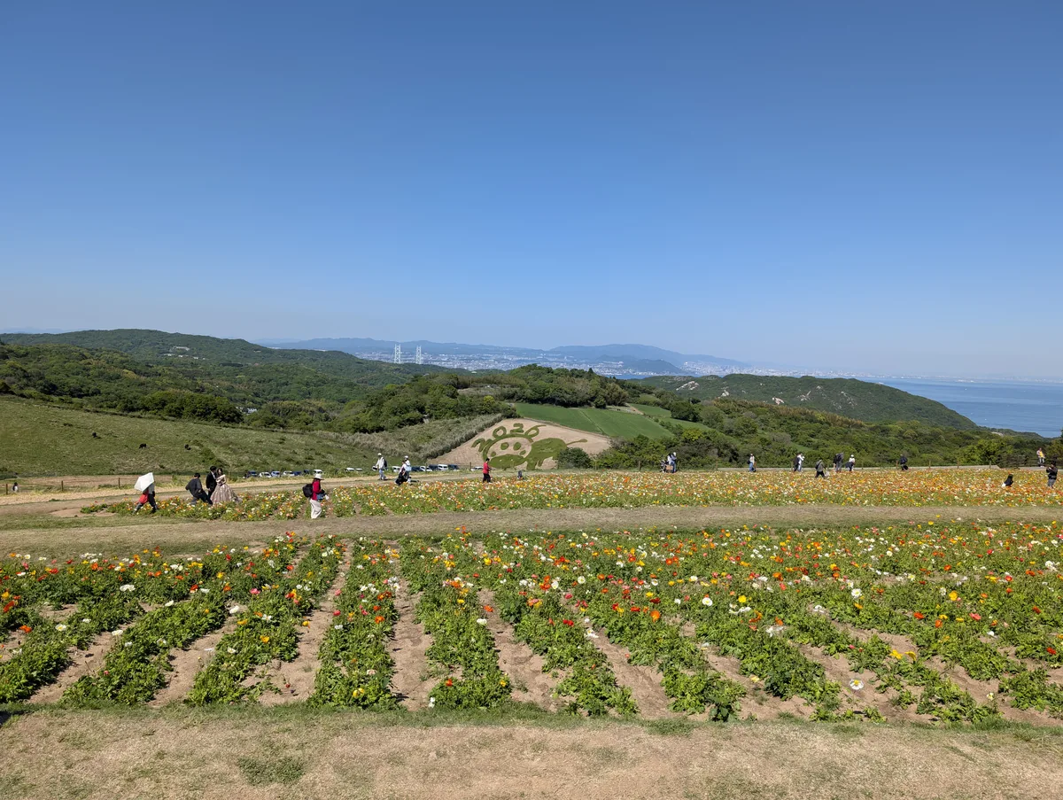ポピー畑の全景